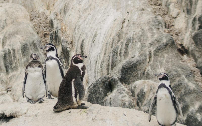 Humboldt penguins standing on the rocks of Cachagua Island, seen from the boat